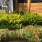 Lush Landscaping in front of Lenox Park Apartments Office in Houston TX