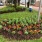 Lush Landscaping at Lenox Park Apartments in Houston TX